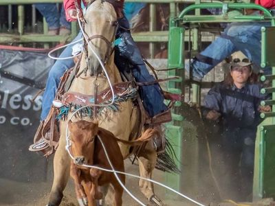 MP Topsail Charger "Jo" - 2012 15.3H Gelding Family & Roping Horse