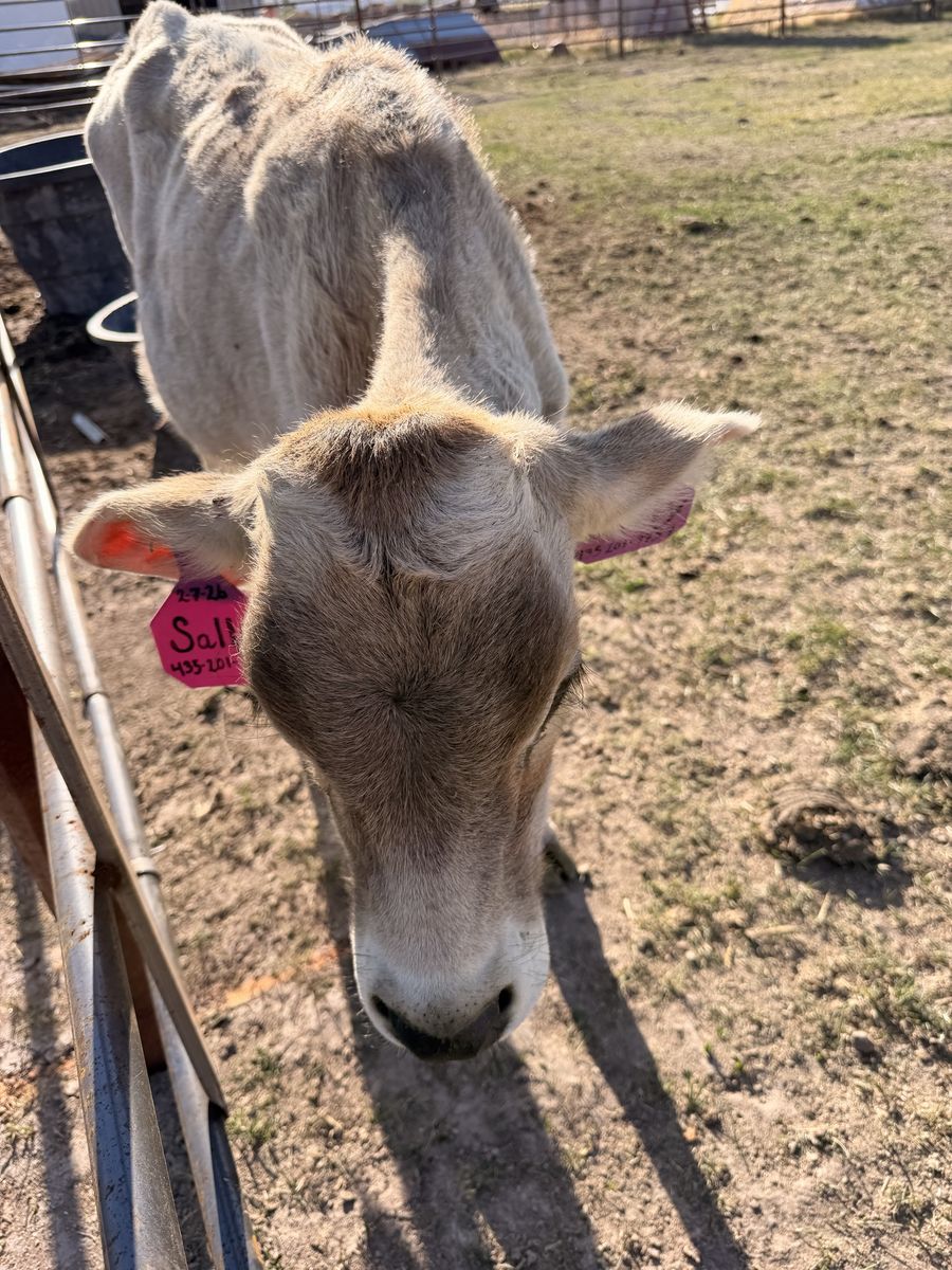 Cattle - Healthy Livestock For Sale