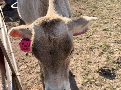 Cattle - Healthy Livestock For Sale