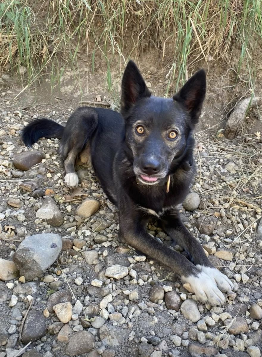 LOVING Home for MORO