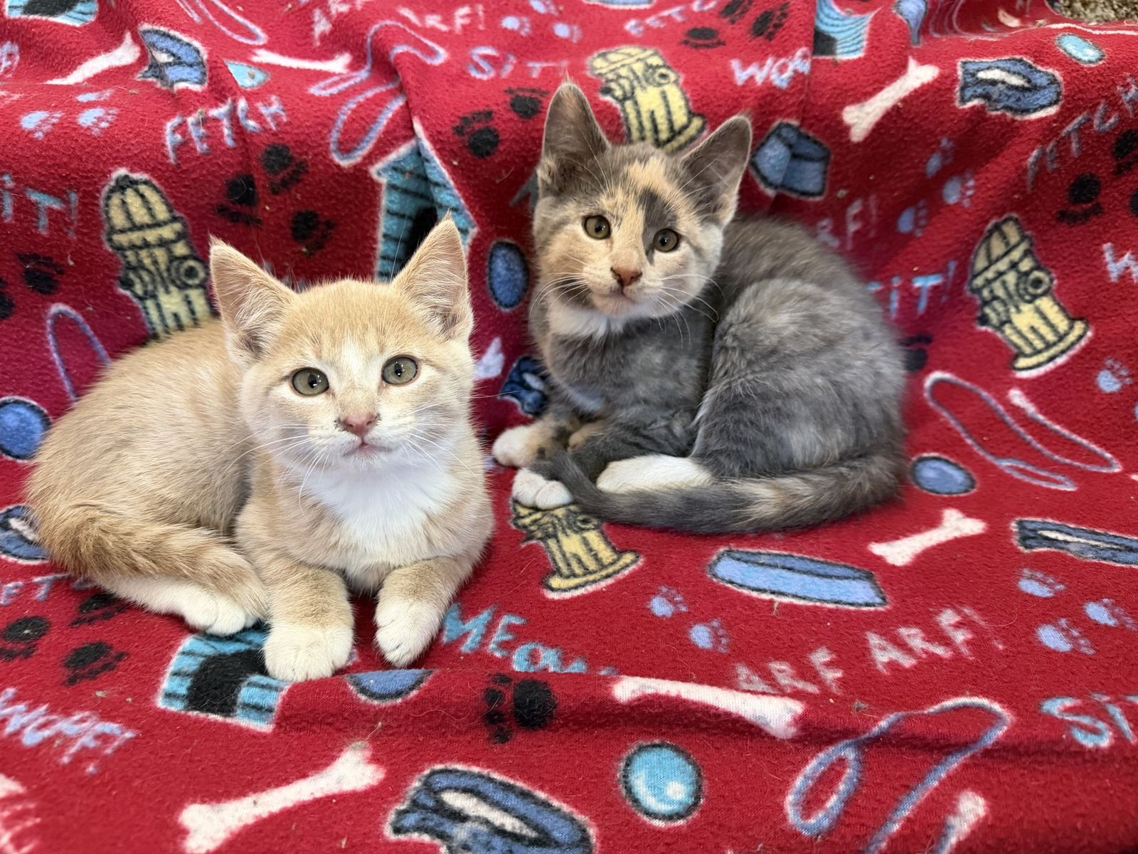 Adorable Cuddly Kitties