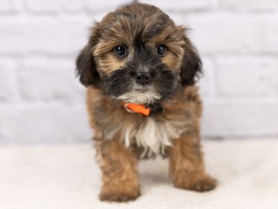 Adorable Maltipoo Boy!