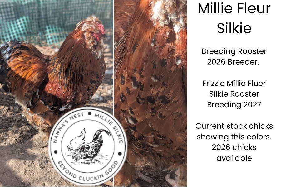 SALE NOW Millie Fluer Silkies Chick Hen Chicken