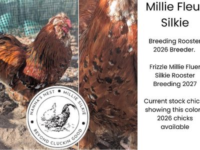 SALE NOW Millie Fluer Silkies Chick Hen Chicken