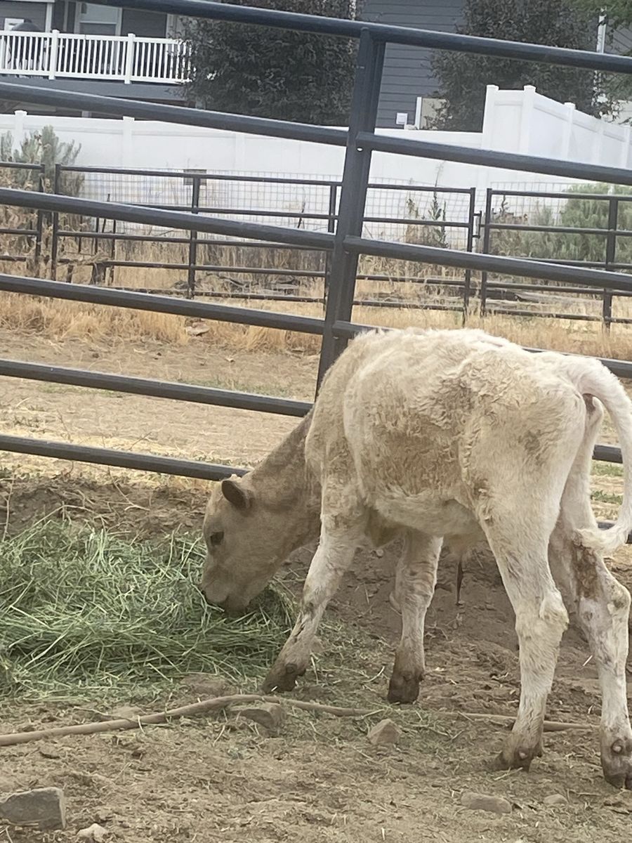 Young bull calf