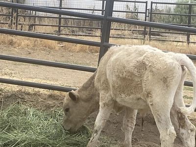 Young bull calf