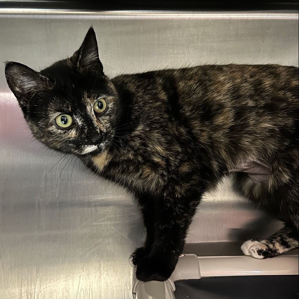 Hello my name is Pixie