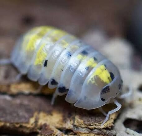Japanese magic potion (Armadillidium vulgare)