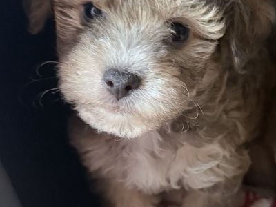 REDUCED PRICE..Adorable Yorkipoo Puppies - 2 Boys left Hypoallergenic & Non-Shedding