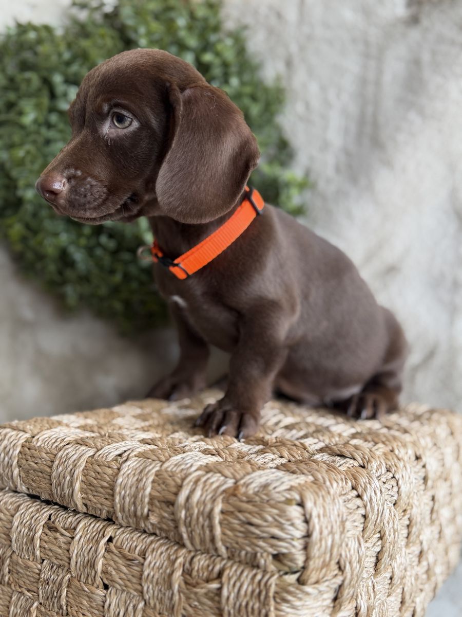 Mini dachshunds puppies
