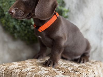 Mini dachshunds puppies