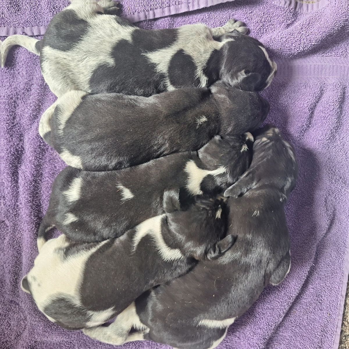 Walker Blue Tick Hound puppies