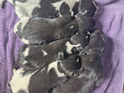 Walker Blue Tick Hound puppies