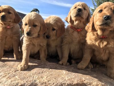 AKC Golden Retriever Puppies