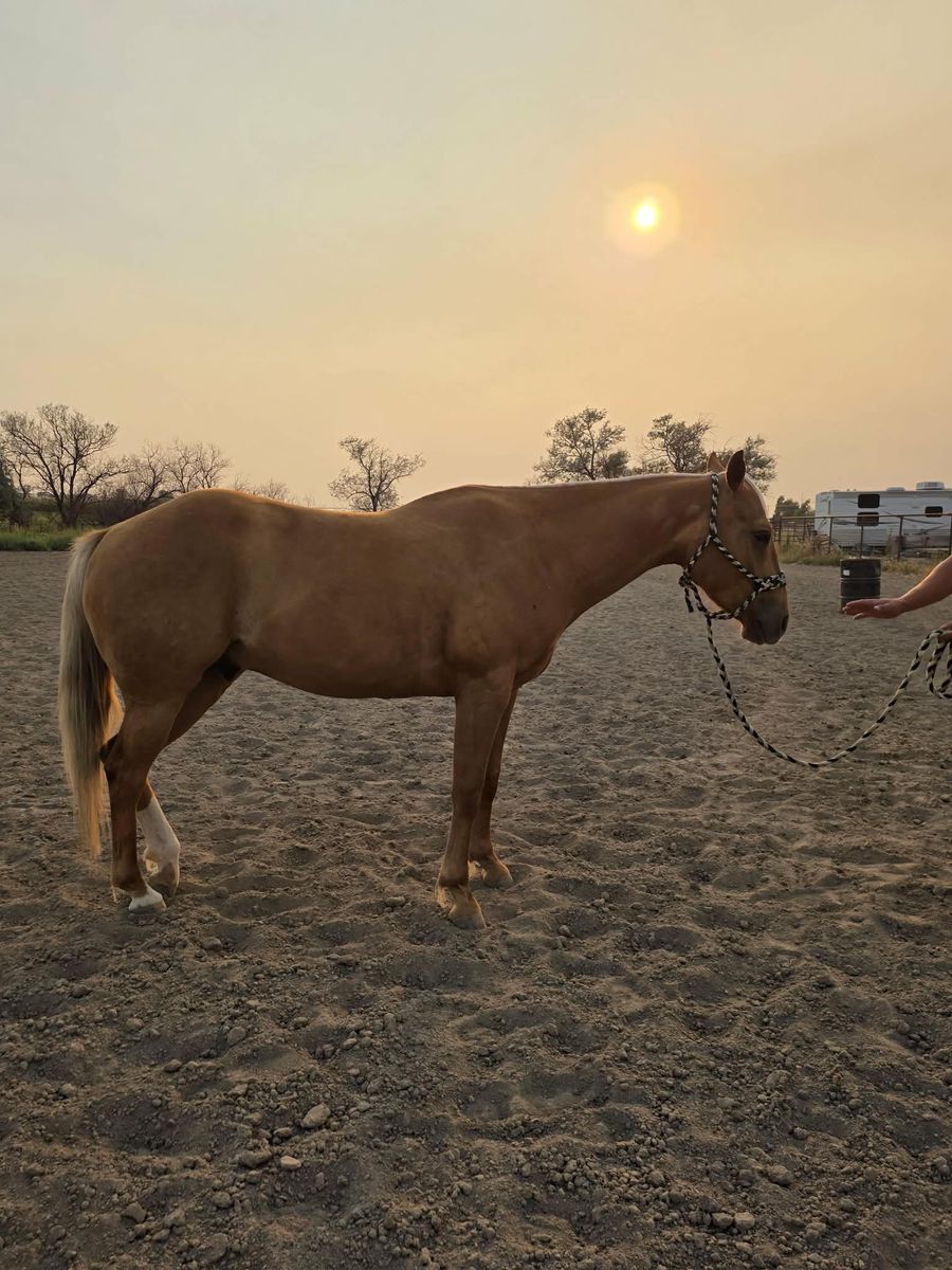 4 Year Old Palomino Gelding