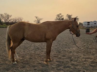 4 Year Old Palomino Gelding