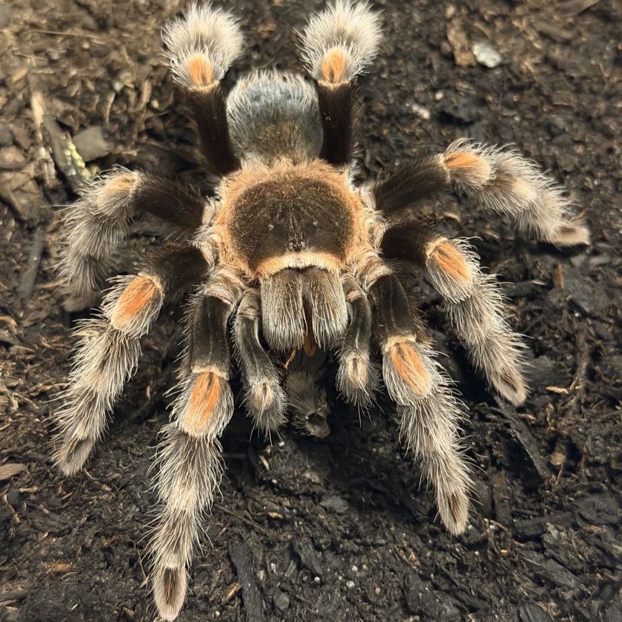 FS/T Adult female Brachypelma hamorii tarantula