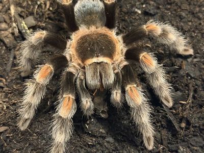 FS/T Adult female Brachypelma hamorii tarantula