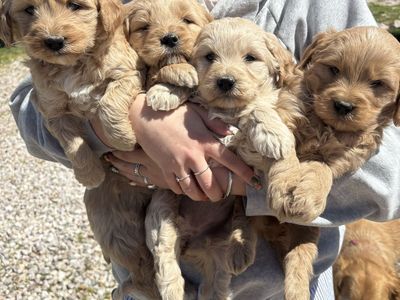 F1 Mini Goldendoodle Puppies