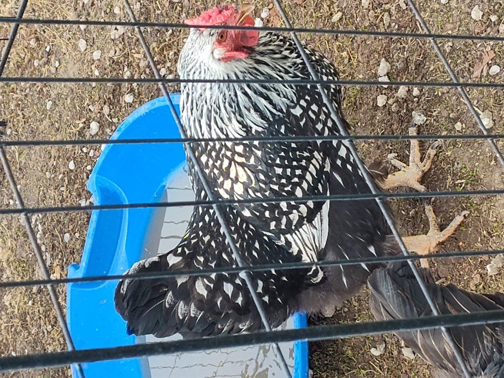 4 year old silver lace winedot hen