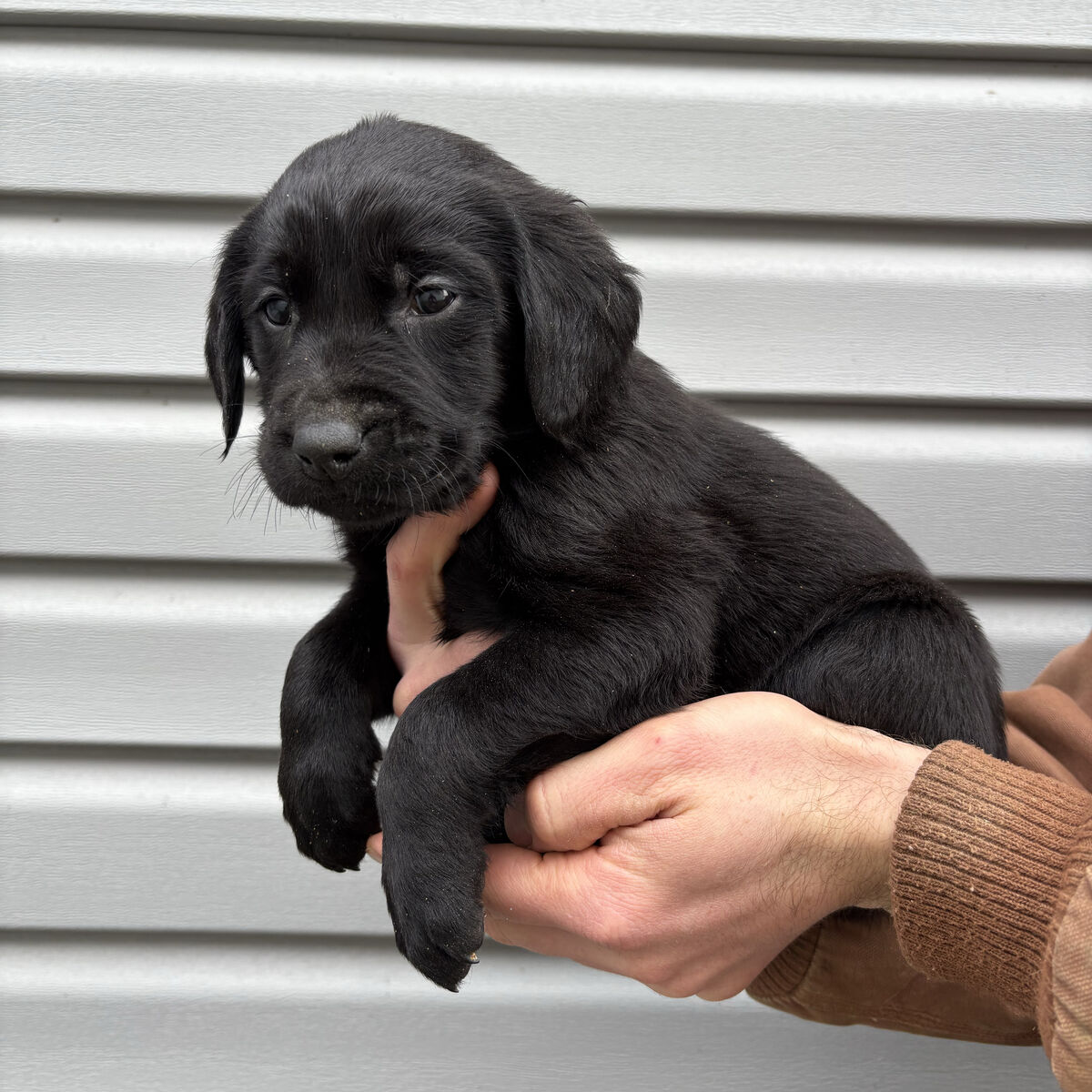 Golden Retriever Lab Puppies (Goldador)