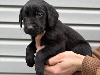 Golden Retriever Lab Puppies (Goldador)