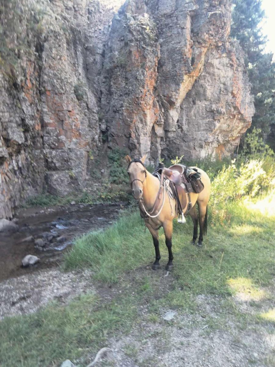 8 year old buckskin