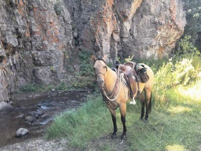8 year old buckskin