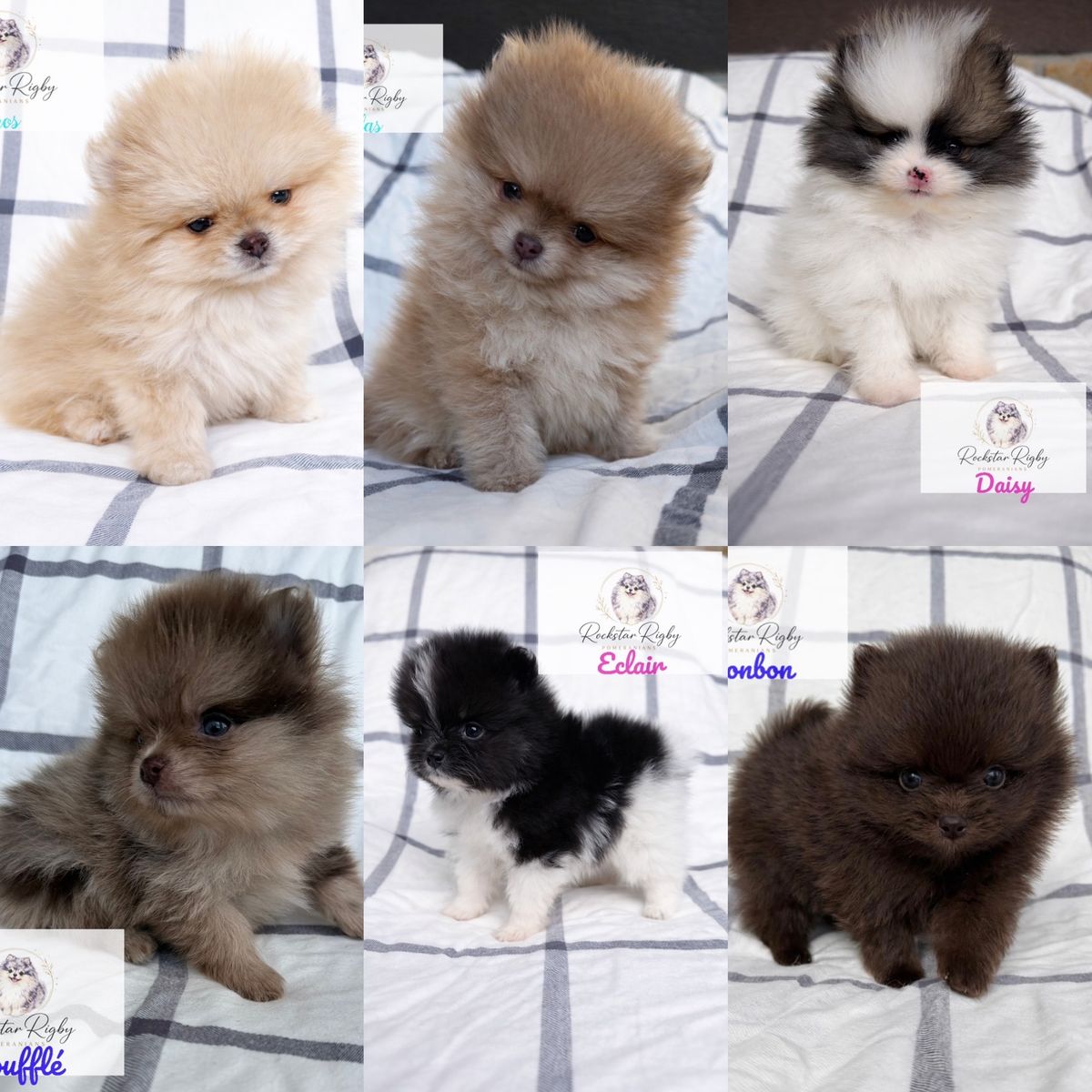 AKC High Quality Pomeranians