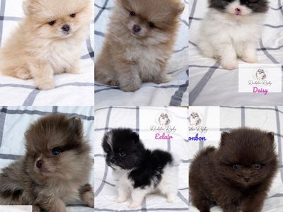 AKC High Quality Pomeranians