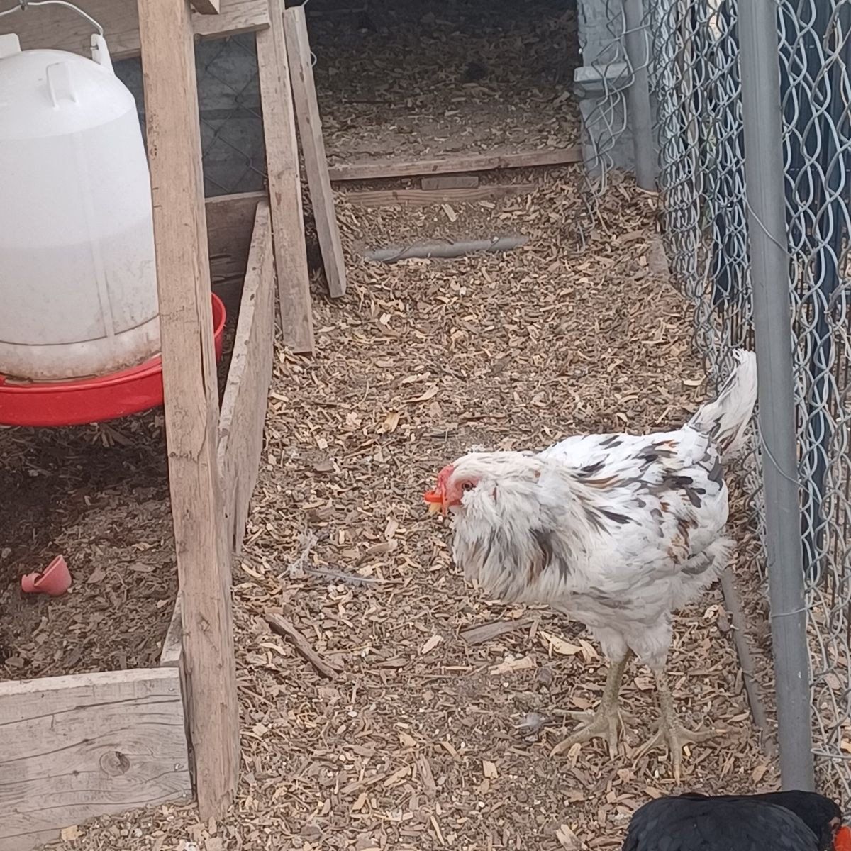 rooster