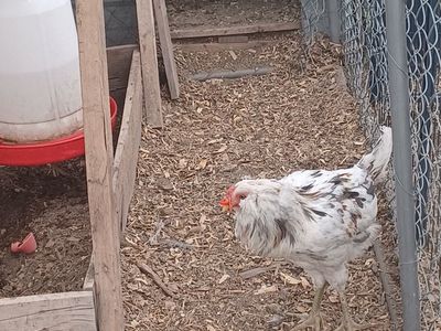 rooster