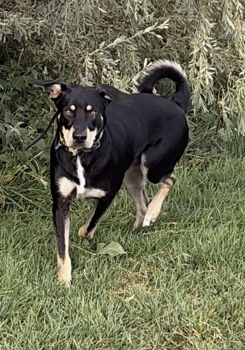 Catahoula Leopard Dog for sale