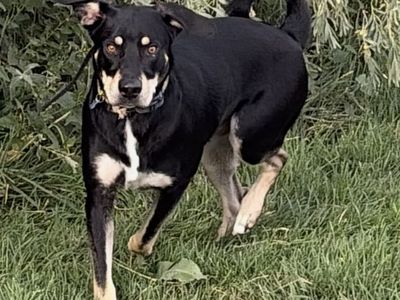 Catahoula Leopard Dog for sale