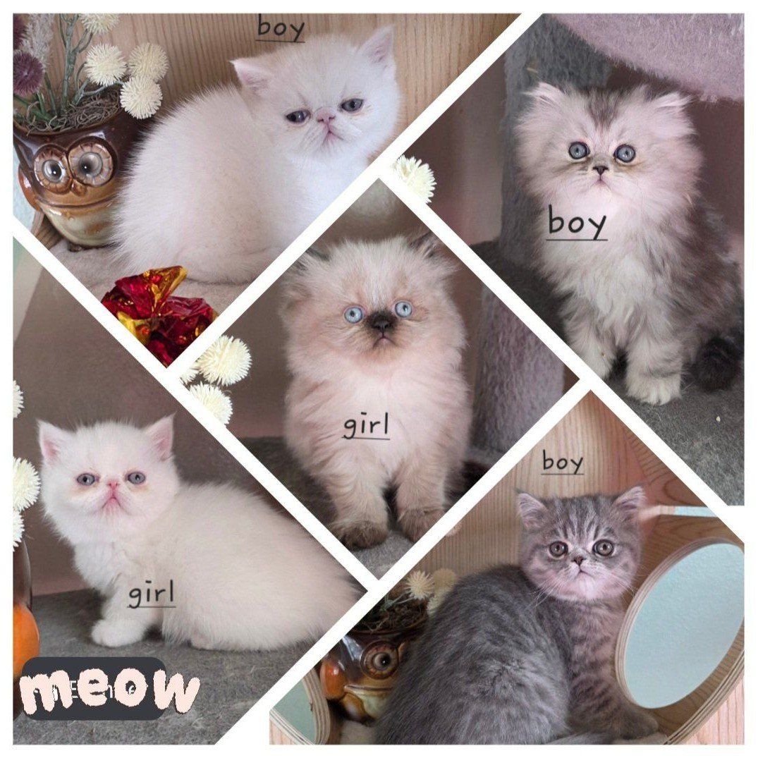 Purebred Persian kittens!!!