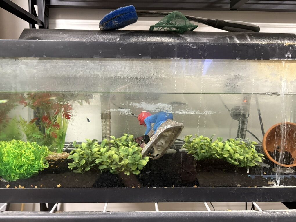 Fish Tank