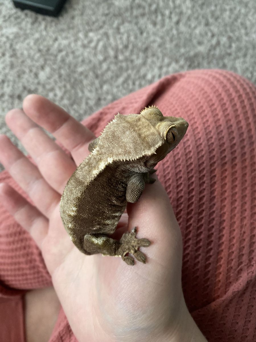 Crested gecko male