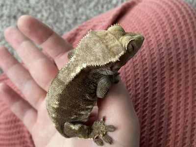 Crested gecko male
