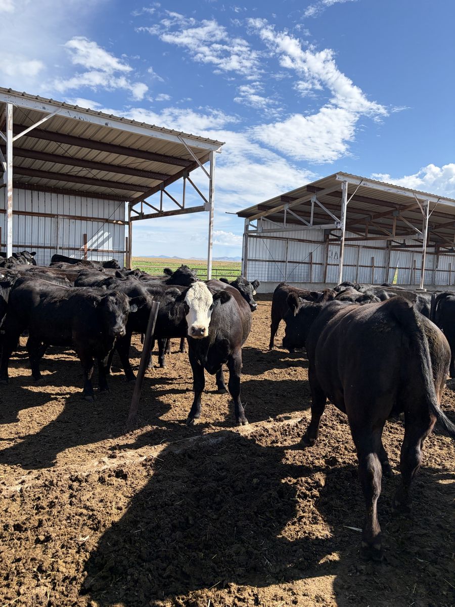 25 Bred Heifers