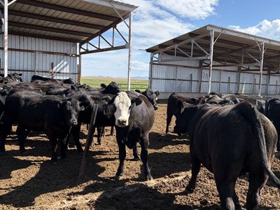 25 Bred Heifers
