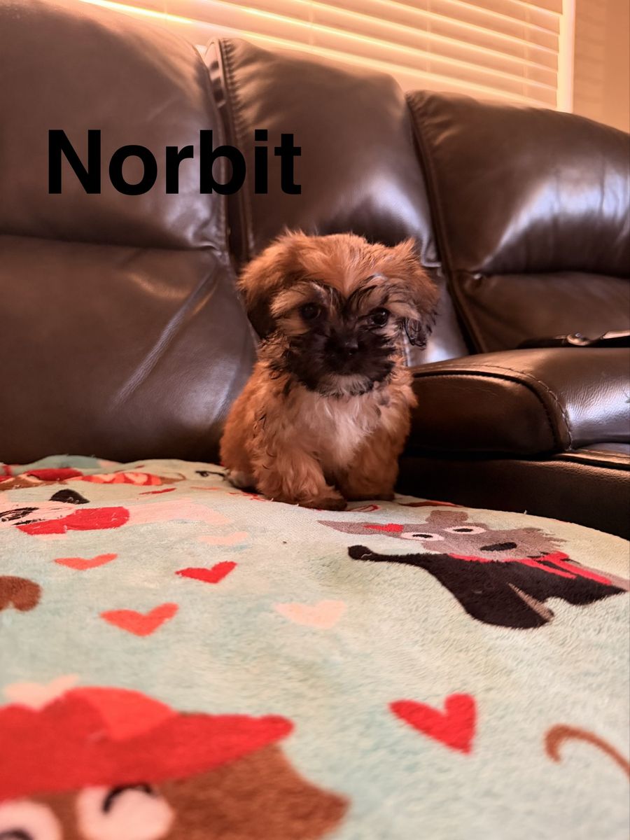 Yorkie Puppies