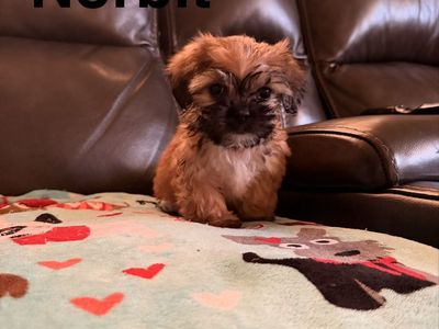 Yorkie Puppies