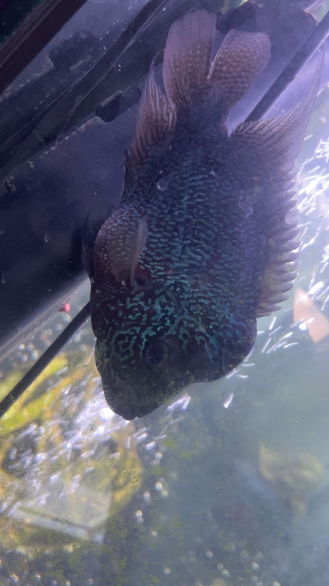 female Flowerhorn cichlid