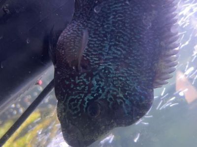 female Flowerhorn cichlid
