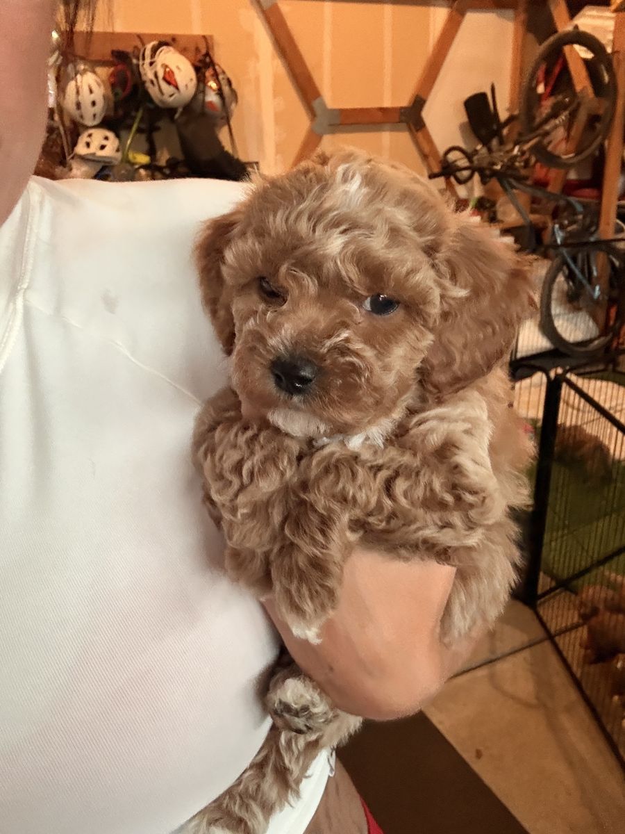 Adorable Mini Goldendoodle Puppy - Ready for a Loving Home!
