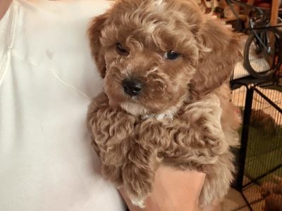 Adorable Mini Goldendoodle Puppy - Ready for a Loving Home!