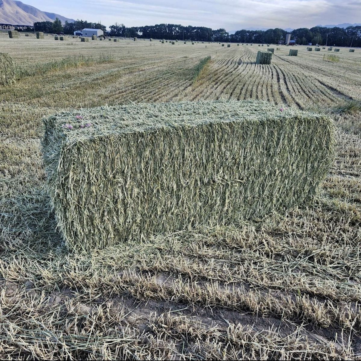 3x3 800 lbs