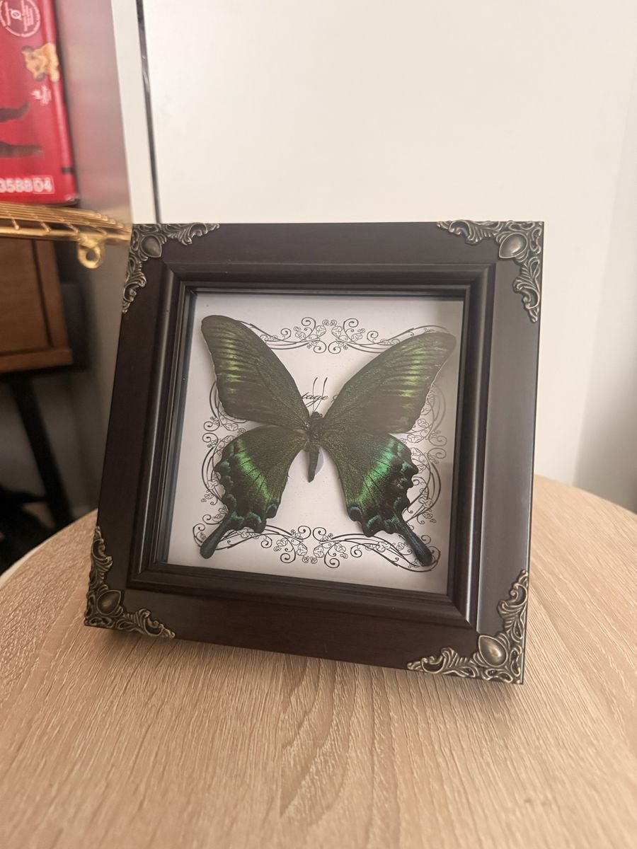 Framed Butterfly Specimen Collection - Real Green and White Butterflies Shadow Box Decor
