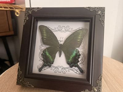 Framed Butterfly Specimen Collection - Real Green and White Butterflies Shadow Box Decor