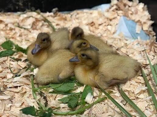 Welsh Harlequin Ducklings